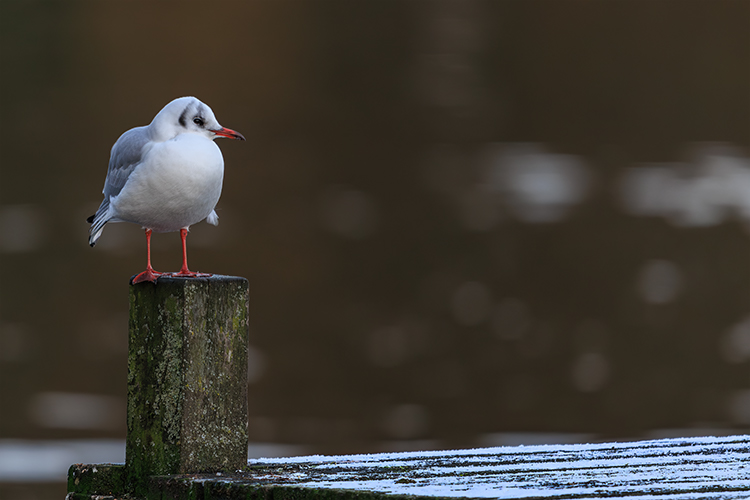 Chroicocephalus ridibundus Black-headed gull